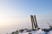 Amerongse bovenpolder op een mistige ochtend, Amerongse Bovenpolder