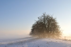 Amerongse bovenpolder op een mistige ochtend