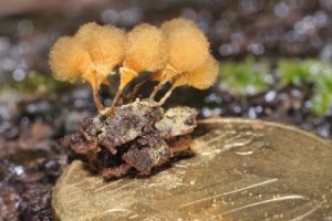 Groot Langdraadwatje - Hemitrichia calyculata