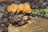 Groot Langdraadwatje - Hemitrichia calyculata