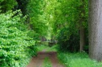 Kampina - Brabant, Kampina, Natuur