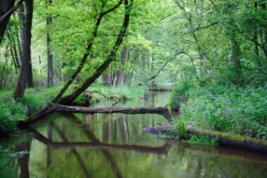 Kampina - Brabant