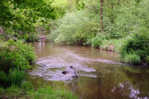 Kampina - Brabant