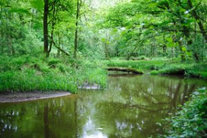 Kampina - Brabant