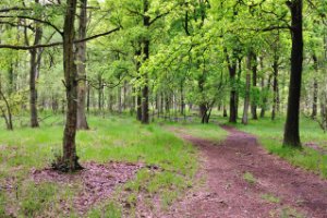 Kampina - Brabant