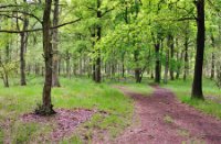 Kampina - Brabant, Kampina