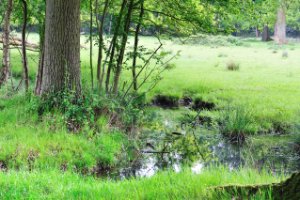 Kampina - Brabant