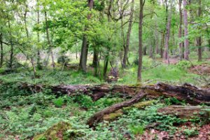 Kampina - Brabant