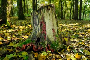 Lage bergse bos