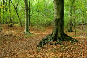 Staelduinsebos