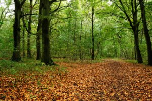 Staelduinsebos