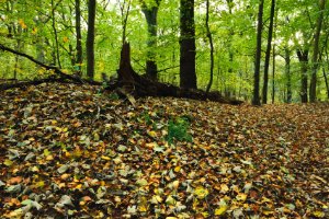 Staelduinsebos