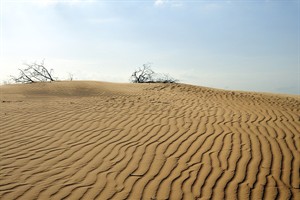 Loonse Drunense duinen - Brabantse Woestijn