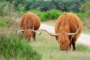 Schotse Hooglanders