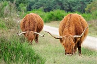 Schotse Hooglanders, Schotse Hooglander