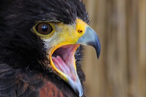 Woestijnbuizerd