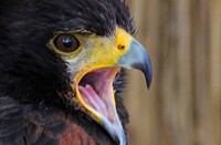 Woestijnbuizerd, Eeuroka, Woestijnbuizerd