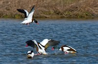 Bergeenden - Hellegatsplaten, Natuurgebied Hellegatsplaten, Bergeenden