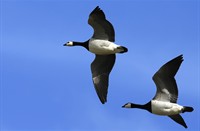 Brandganzen, Natuurgebied Hellegatsplaten, Brandganzen