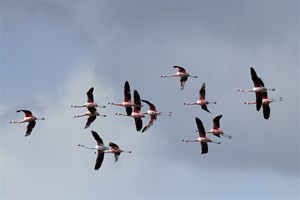 Flamingo