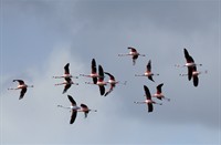 Flamingo, Natuurgebied Hellegatsplaten, Flamingo