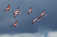 Flamingo, Natuurgebied Hellegatsplaten, Flamingo