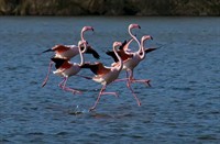 Flamingo, Natuurgebied Hellegatsplaten, Flamingo