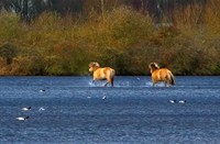 koniks paarden, Natuurgebied Hellegatsplaten, Konikspaarden