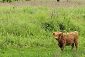 Schotse Hooglander