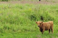 Schotse Hooglander, Dintelse Gorzen, Schotse Hooglander