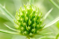 Distel