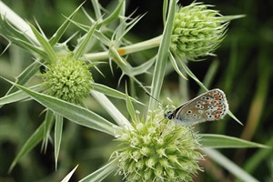 Icarusblauwetje op distel