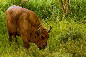 wisent 