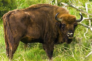 wisent