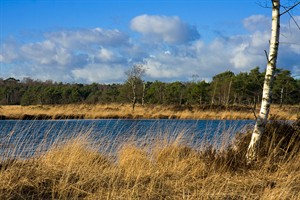 Kalmthoutse Heide