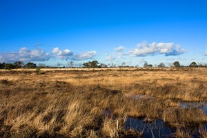 Kalmthoutse Heide