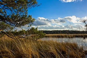 Kalmthoutse Heide