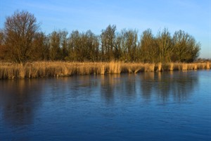 Oostvaardersplassen