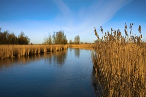 Oostvaardersplassen