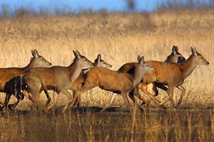 Herten in Oostvaardersplassen