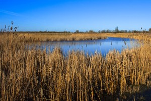 Oostvaardersplassen