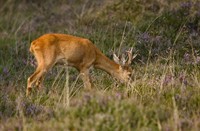 Reeën in het Natuurgebied Bussemerheide , Bussummerheide