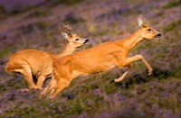 Reeën in het Natuurgebied Bussemerheide , Bussummerheide