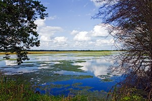 Brabantse Biesbosch vogelreservaat 