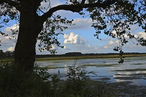 Brabantse Biesbosch vogelreservaat 