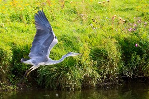 reiger