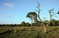 landschap, Strijbeekse heide, Strijbeekse heide