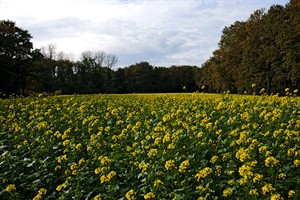 kasteel hackfort tuin