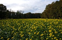 kasteel hackfort tuin, kasteel hackfort, kasteel hackfort