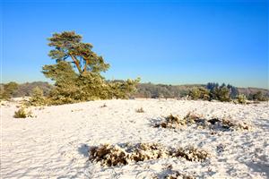 Hoge Veluwe in de winter